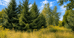 Wysoka – działka z lasem z WZ
