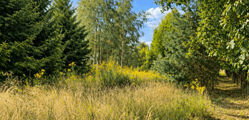 Wysoka – działka z lasem z WZ